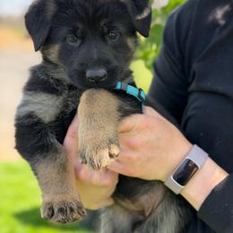 Fara - Black and red female German Shepherd puppy in Medical Lake, Washington from Nine Realms German Shepherds