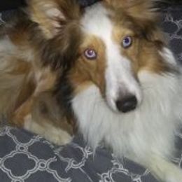 Shetland Sheepdogs from JEM's Shelties