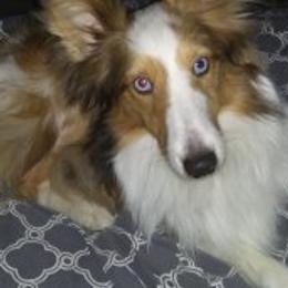 Shetland Sheepdogs from JEM's Shelties
