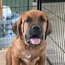 Roman - Fawn male Cane Corso puppy in San Isidro, Texas from MTZCC Ranch, LLC