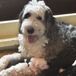 Frankie - Old English Sheepdog