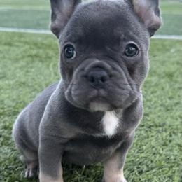 French Bulldog Puppies from The Frenchie Ravine Connection LLC