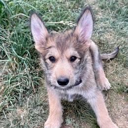 Girl 1 - Fawn female Berger Picard puppy in Albuquerque, New Mexico from Zia Picards Kennel