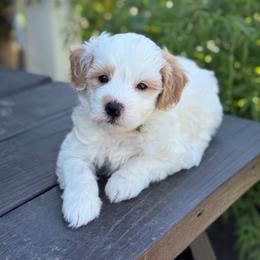 Shortcake - White male Sheepadoodle puppy in Wharton, Texas from Little Fur Friends
