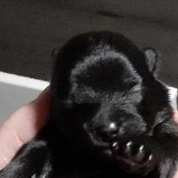 Wednesday - Black female Pomeranian puppy in Jackson, New Jersey from Peapod Pomeranians