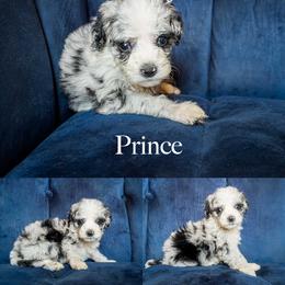 Prince - Blue merle male Aussiedoodle puppy in Roebuck, South Carolina from Dani's Dandy Doodles
