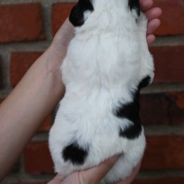 Girl 2 - female Bordoodle puppy in Indianapolis, Indiana from Indiana Bordoodles