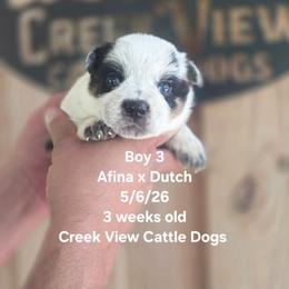 Boy 3 - Blue male Australian Cattle Dog puppy in Monroe, North Carolina from Creek View Cattle Dogs