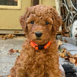 Orange - Red  male Poodle puppy in Keedysville, Maryland from Sunshine Red Standard Poodles