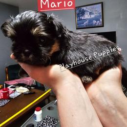 Mario - Black and tan male Shih Tzu puppy in Lebanon, Missouri from Playhouse Puppies
