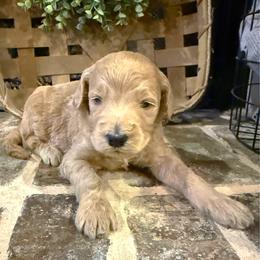Einstein - Sable male Goldendoodle puppy in Social Circle, Georgia from Poppiedoodle Farms
