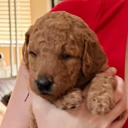 Raven -  Pink collar - Red  female Goldendoodle puppy in Puyallup, Washington from Dawnie’s Doodles