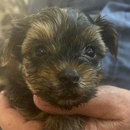Mocha - Yorkshire Terrier puppy in West Warwick, Rhode Island from Robyn’s Nest