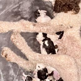 Pumpkin - Parti female Poodle puppy in Meadowbrook, California from Standard Poodle Pups