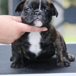 McNugget - Brindle female Bulldog puppy in Pueblo, Colorado from Double B Bulldogs