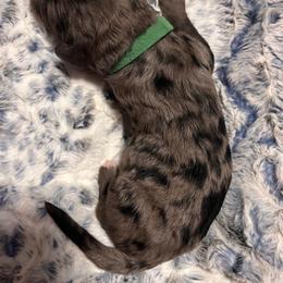 Mr. Green - Blue merle male Aussiedoodle puppy in Taylor, Missouri from Pawsitively Doodles