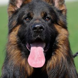 Willo - German Shepherd