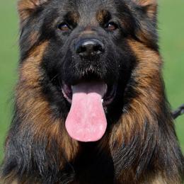 Willo - German Shepherd