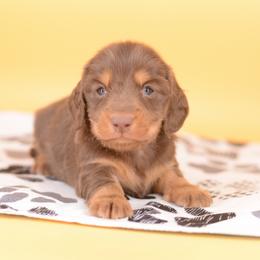 Verita -- AKC Import, CH Sired, Cream Carrier - Chocolate and tan male Dachshund puppy in Neosho, Missouri from A Walk In The Park