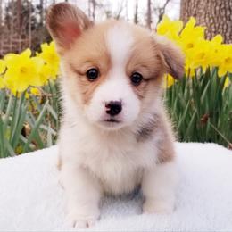 American Corgi and Pembroke Welsh Corgi Puppies from Whimsical Treasure Corgis