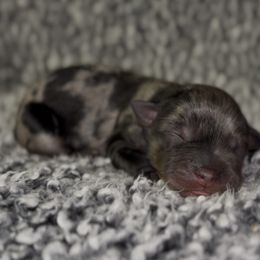 Puddin' - Blue merle male Miniature Australian Shepherd puppy in Michie, Tennessee from Acton Aussies