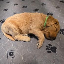 Liberty - Apricot female Goldendoodle puppy in Summerfield, North Carolina from Lila's Teddybear Goldendoodles