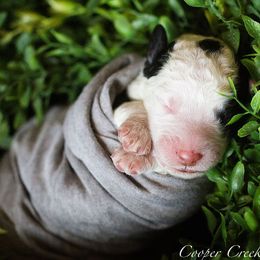 Bernedoodles and Sheepadoodles from Cooper Creek Puppies
