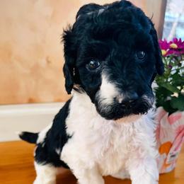 Everly - Parti female Poodle puppy in Greenwich, New York from MizzElle’s Standard Poodles