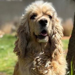 Lyla - Cocker Spaniel