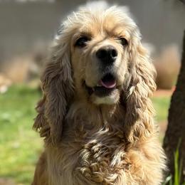 Lyla - Cocker Spaniel