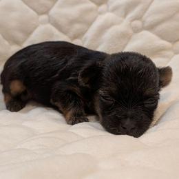 Tink-Tiny Pet only - Black and gold female Yorkshire Terrier puppy in Gatesville, Texas from KontryKritterz Yorkies