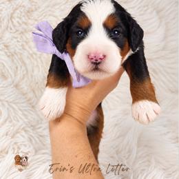 Ember - Tri-color female Bernedoodle puppy in Norcross, Georgia from Teddy Puppies