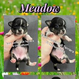 Meadow - Black and tan female Chihuahua puppy in Kannapolis, North Carolina from East Coast Bull Terriers N Chihuahuas