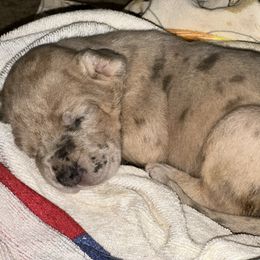 Isabella - Merle female Great Dane puppy in Gainesville, Georgia from DeBruce Danes
