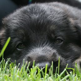 German Shepherd Puppies from Bmeerhuis German Shepherds
