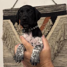 German Shorthaired Pointer puppies from Switchback Kennels