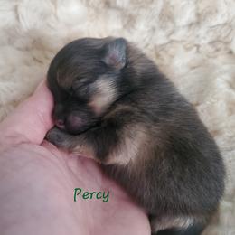 Percy - Orange sable male Pomeranian puppy in Saint Charles, Missouri from Bisous Pomeranians & Heartland Sh