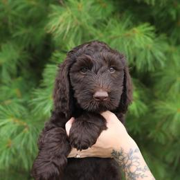 Dukenz - Chocolate male Australian Labradoodle puppy in Williamstown, New York from Lewis Manor Labradoodles