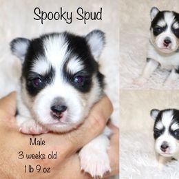 Spooky Spud - Black and white male Pomsky puppy in Denham Springs, Louisiana from Bayouland Pomskies