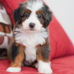 Snickers - Merle female Bernedoodle puppy in Dundee, Ohio from Down Home Doodle