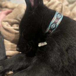Liberty - Black female German Shepherd puppy in Brandywine, Maryland from Lucky Z Ranch