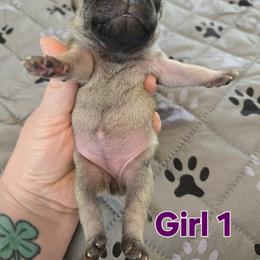 Girl 1 - Fawn female Pug puppy in Auburn, Kentucky from Prentice Family Pugs