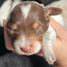 Bunny - Piebald female Dachshund puppy in Bruceton, Tennessee from Dachshund Dreams