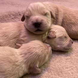 Golden Retrievers from Millstones Golden