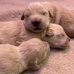 Golden Retrievers from Millstones Golden