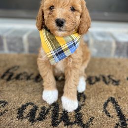 Goldendoodle Puppies from At The Cross Kennel