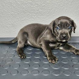 Cane Corso Puppies from Trained To Go Corso Kennels (T.T.G. Corso Kennels)