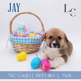 Jay - Red male Pembroke Welsh Corgi puppy in Pine Village, Indiana from NL Horsemanship