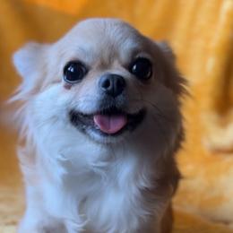 Hope - Chihuahua