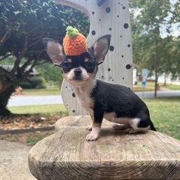 Avellana - Black and tan female Chihuahua puppy in College Park, Georgia from Wicked Envy Chihuahuas